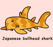 Japanese bullhead shark