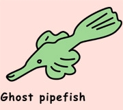 Ghost pipefish