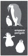 皇帝ペンギン（W＆S）